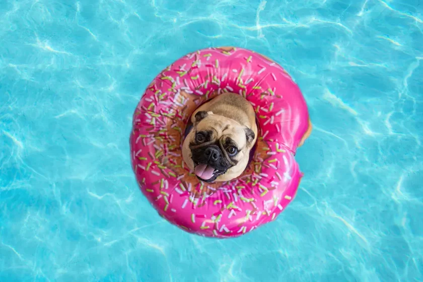 Get Through the Dog Days of Summer in a Pool